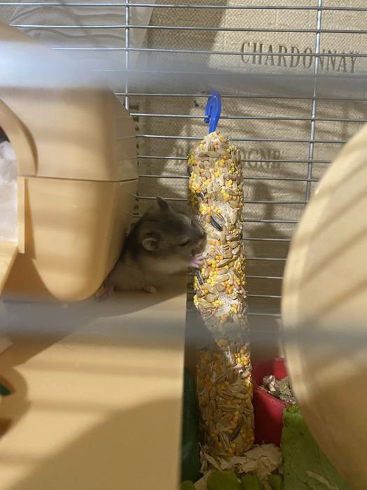 Продам джунгарських хомʼків