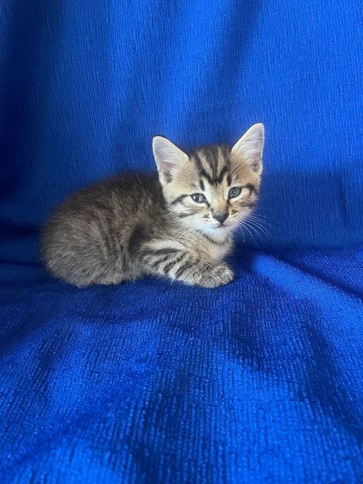 Тигрові кошенята