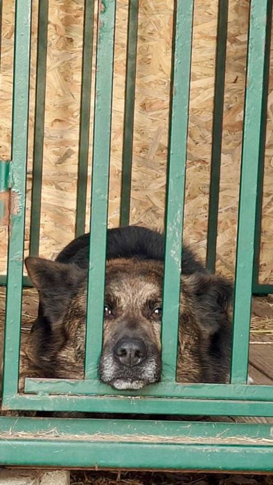 Bruno do adopcji