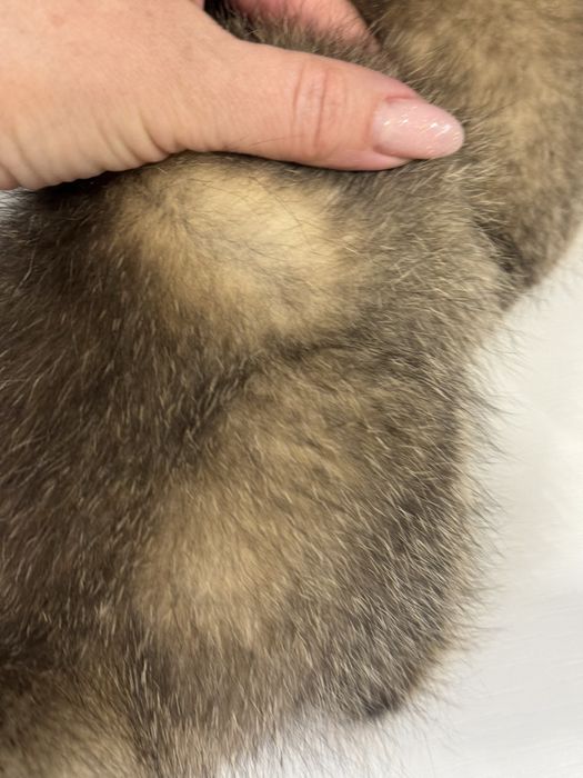 Британские котята шиншила