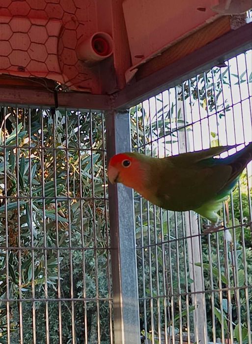 Casal de Agapórnis Roseicollis
