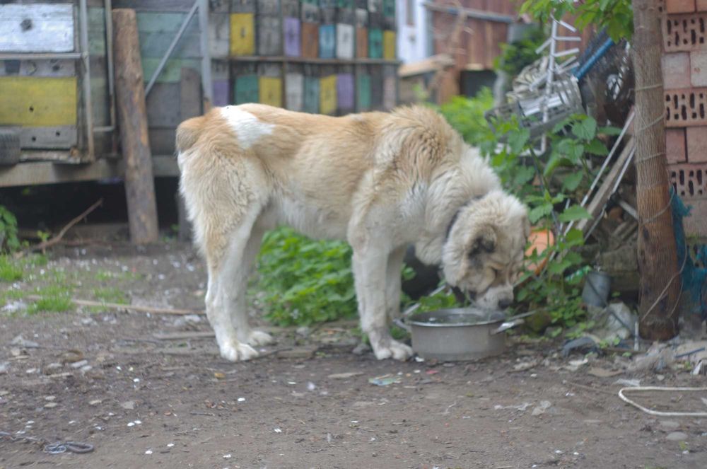вязка АЛАБАЙ САО  100 гр
