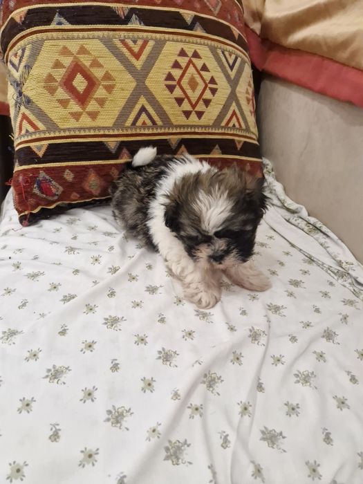 Sptiz vacinado e desparesitado