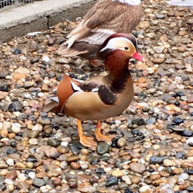 Patos ornamentais de varias raças/ mandarins, carolinos entre outros.