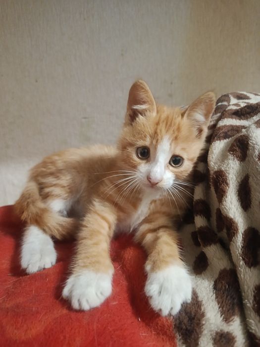 Отдам котенка в добрые руки ( мальчик  )