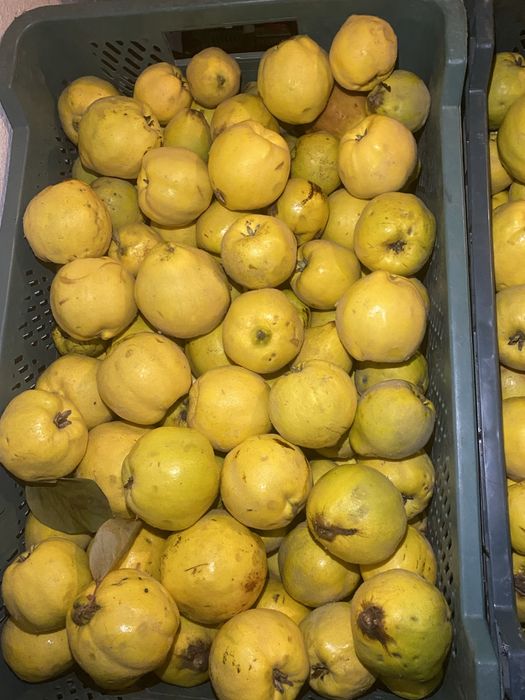 Owoce pigwy , pigwa - wysylka  10 kg