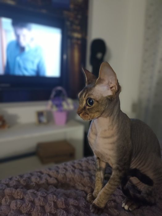 Продам кота Девон рекс