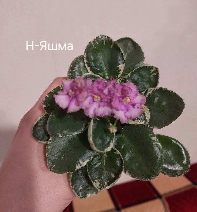 Продам с/з листочки мини фіалок