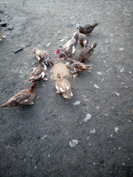 Продам індокачок шипунів