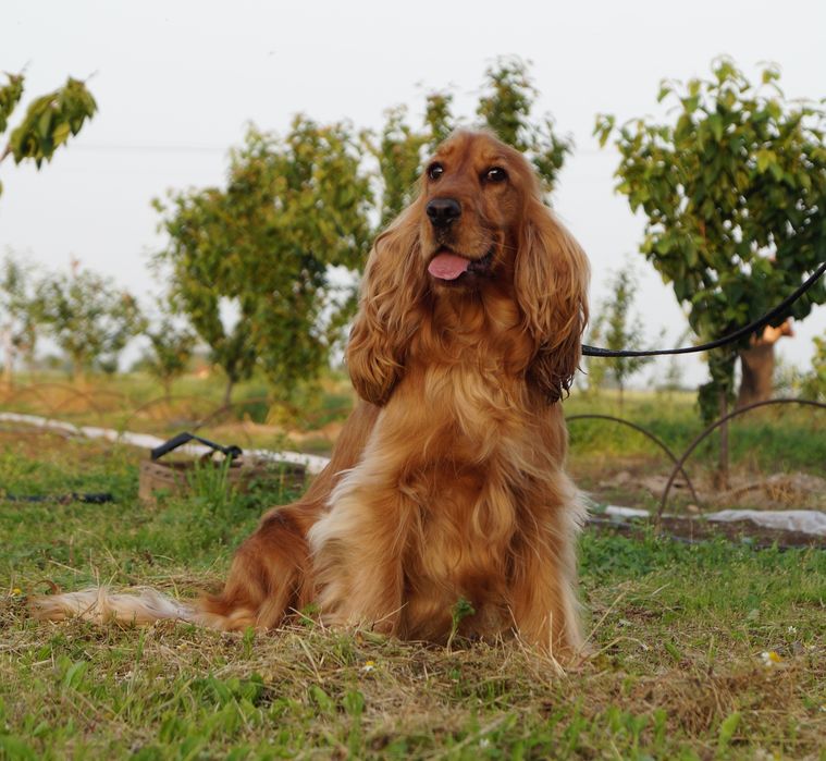 Cocker spaniel angielski piesk