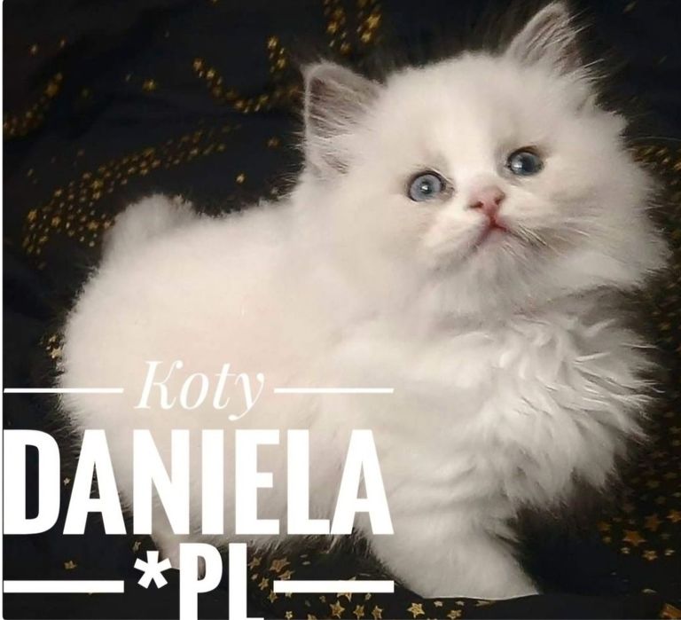 Ragdoll Felinoterapia Piękny Kot FIFE FPL