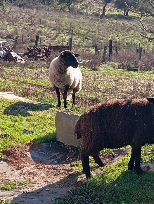 Três ovelhas para venda
