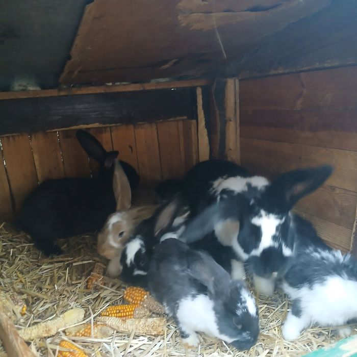 Sprzedam samice z 6 młodymi