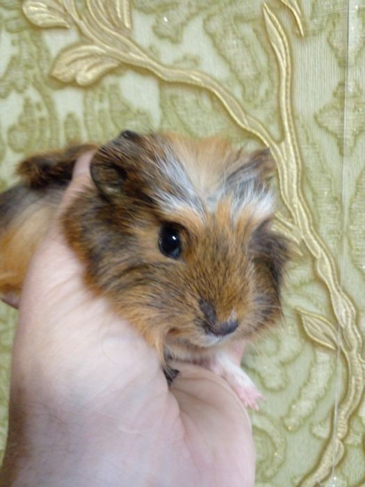 Маленька свинка!  Девочка!