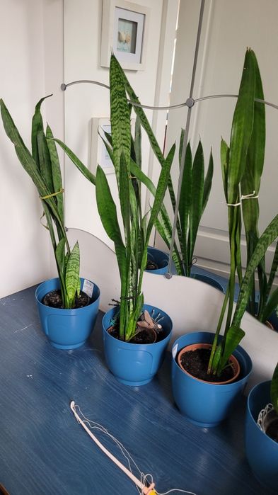 Sensavieriia gwinejska oczyszcza powietrze . grubosz