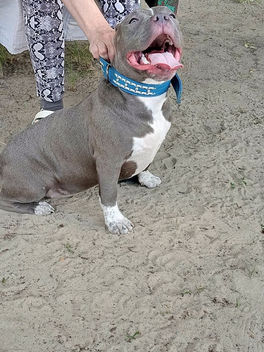 Подрощенные девочки Американский Булли