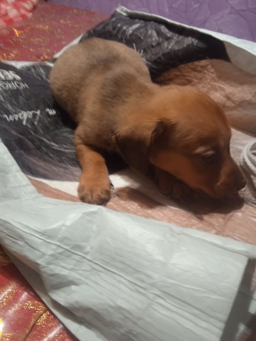 Цуценята Такси та Джек Рассел