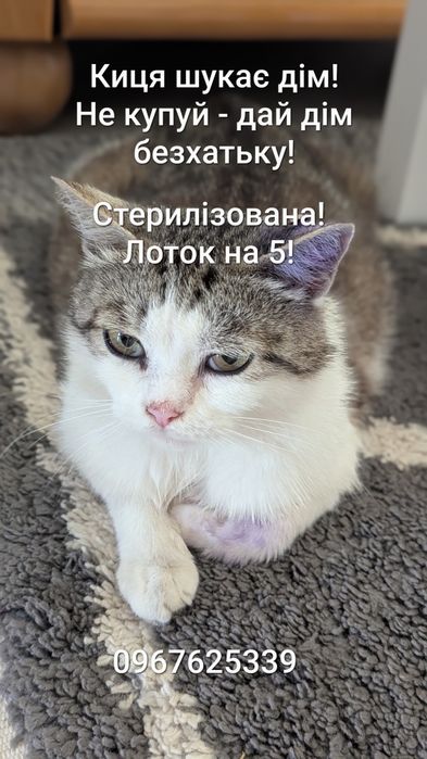 Киця шукає дім (Стерилізована)