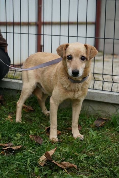 adoptuj. pies ze schroniska