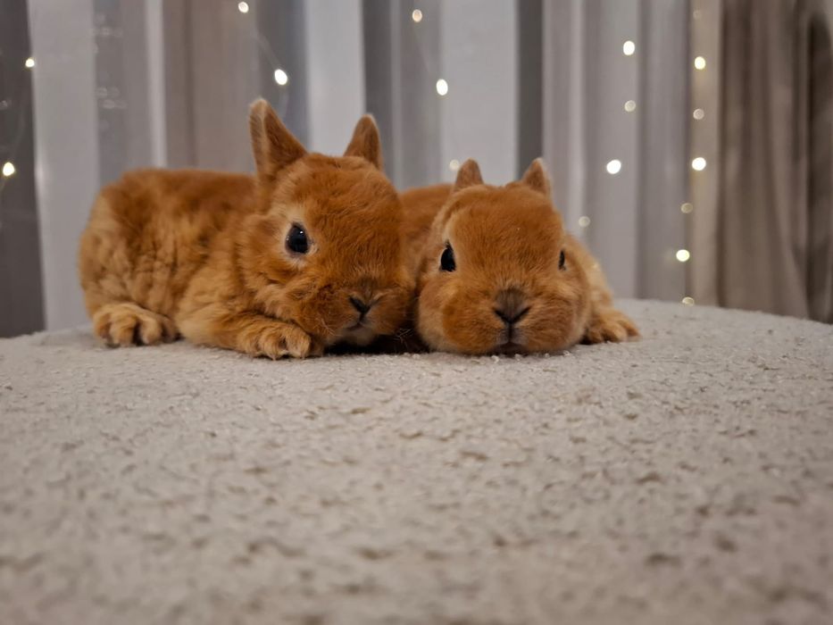Karzełek rex pomarańczowy króliczek miniaturka orange mini lop