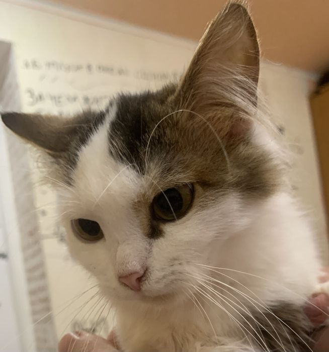 Віддаємо котика 1 рік