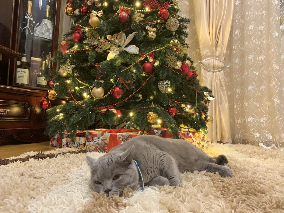 Віддам кота в добрі руки