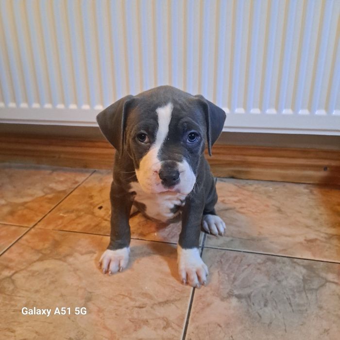 Amstaff  Szczeniak Suczkaa