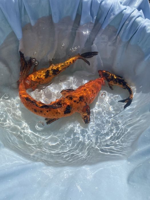 Koi japonesa selecionada