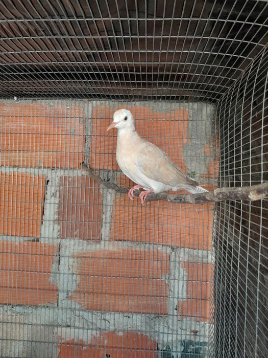 Casal de rolas de colar