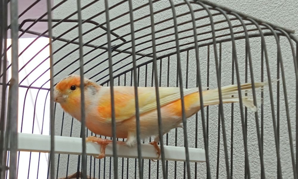 Canário a cantar pintasilgo