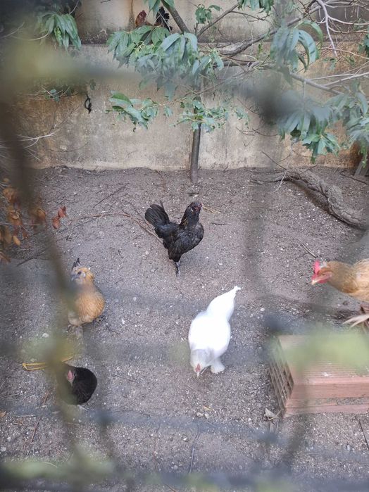Galos para adopção