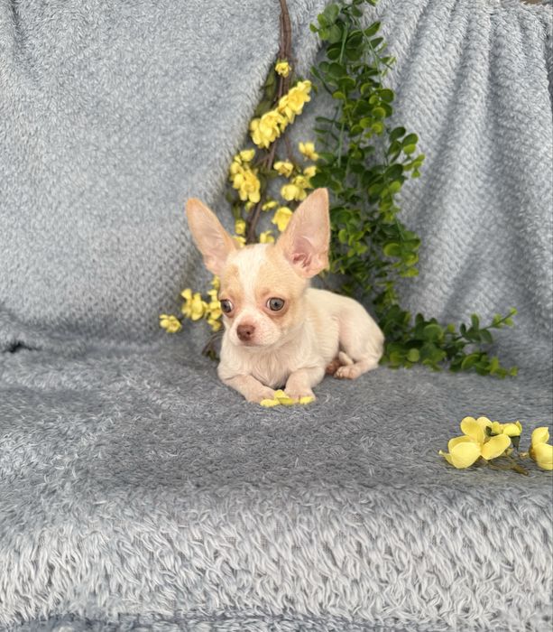 Excecional mini menino Chihuahua/Chiuaua de Qualidade