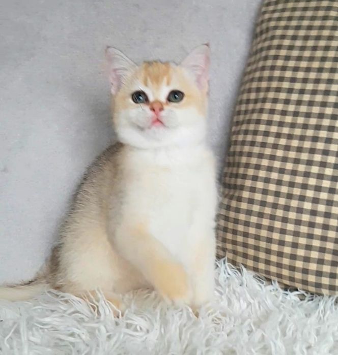 ДИВО дівчинка золота шиншила