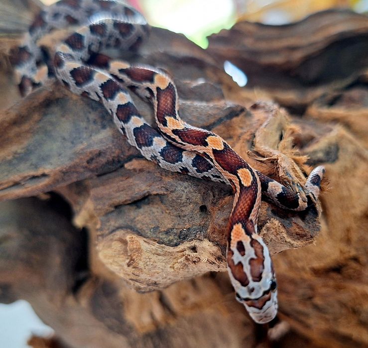 Węże zbożowe samce i samiczki.
