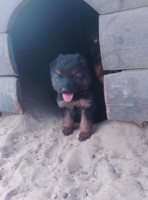 Owczarek niemiecki długowłosy