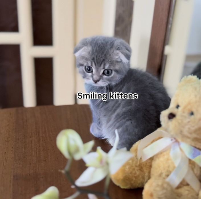 Срібні  кошенята