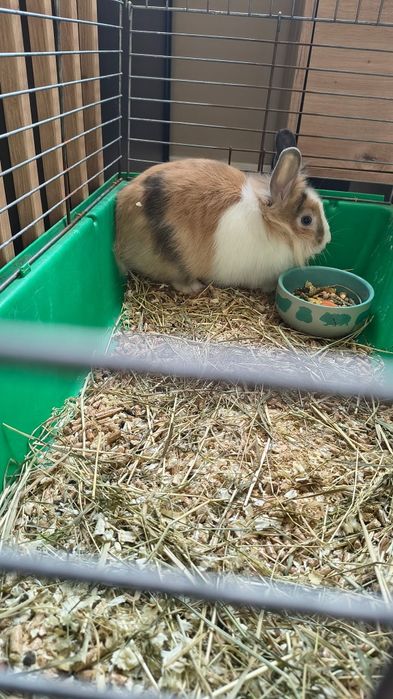 Królik miniaturka