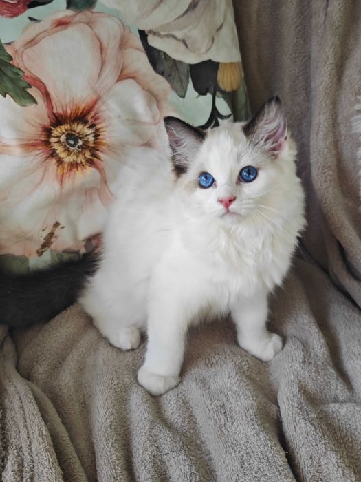 Ragdoll przepiękna sealowa kotka  , rodowód FPL