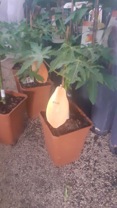 Plantas Frutíferas