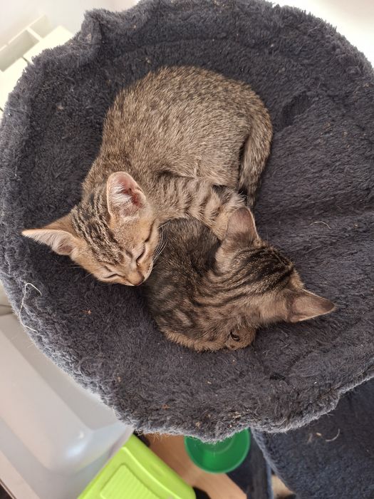 Gatas para adoção