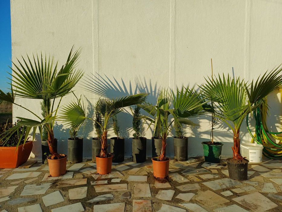 Washingtonia Robusta, entregas Setúbal, a unidade 9 euros.