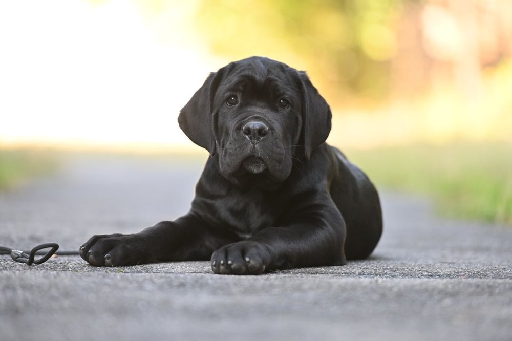 Цуценята Кане Корсо