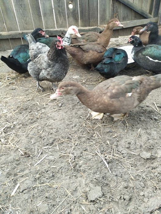 Пропоную молодих індокачечок