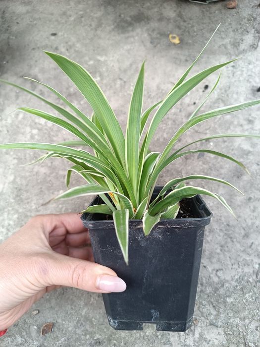 Хлорофітум хохлатий, кучерявий Bonnie, зелений