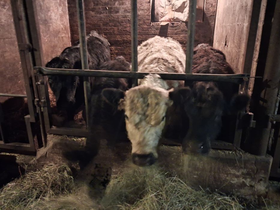 Byczki jałówki  odsadki angus