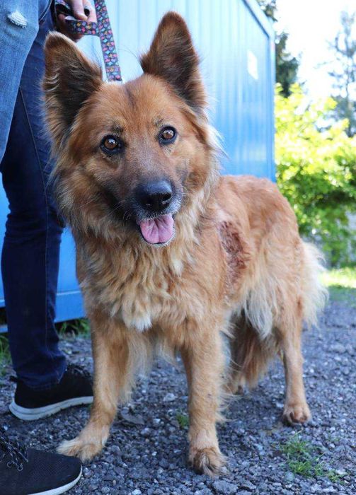 Piękna sunia pilnie szuka domu