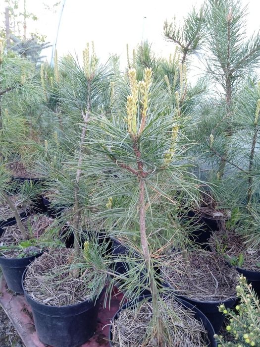 Продам саджанці хвойних дерев