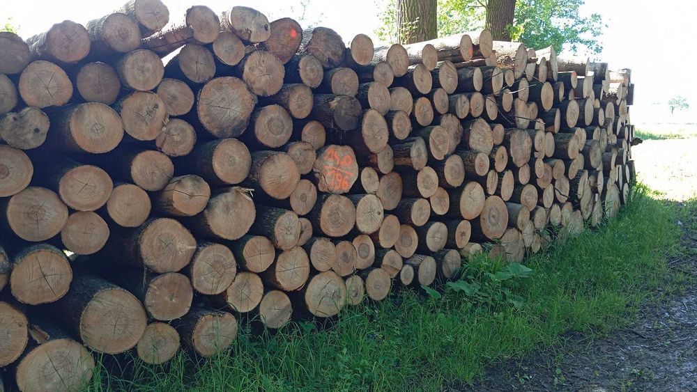 drewno  kłody opałowe liściaste
