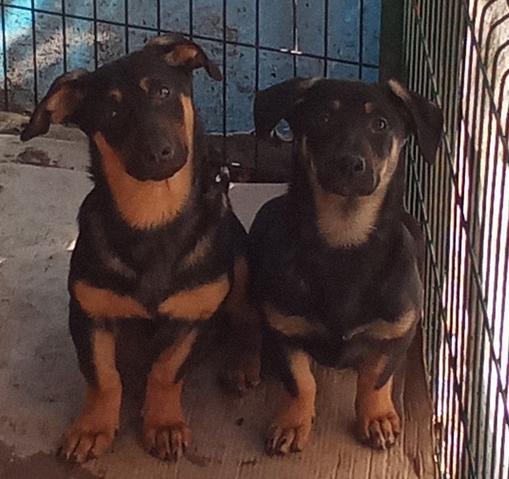 Віддамо в добрі руки цуценят віком 4 місяці, метис "такса - кабанчик".