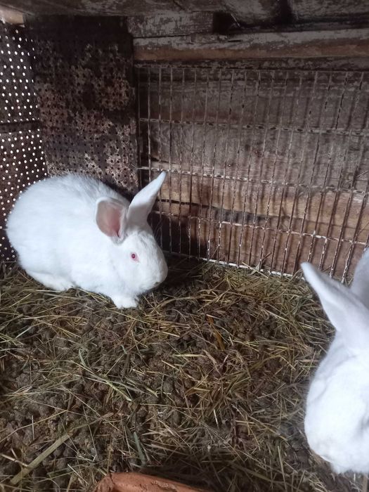Кроля породи термонська біла